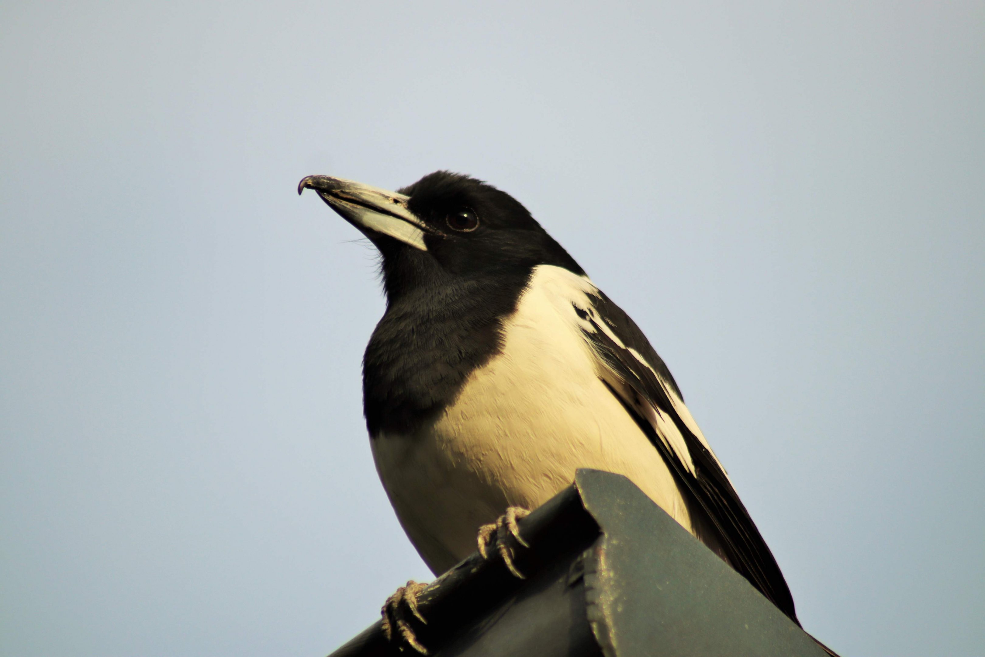 Pied Butcherbird (Cracticus nigrogularis nigrogularis)
