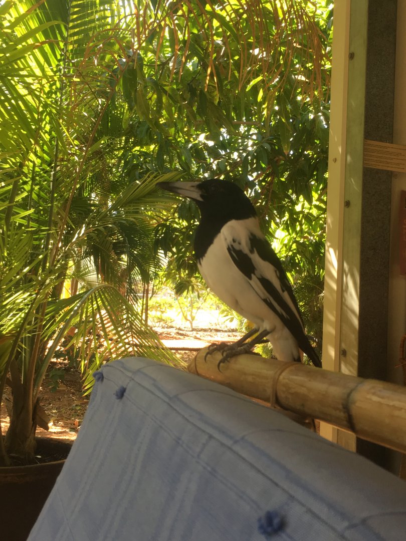 Pied Butcherbird (Cracticus nigrogularis)