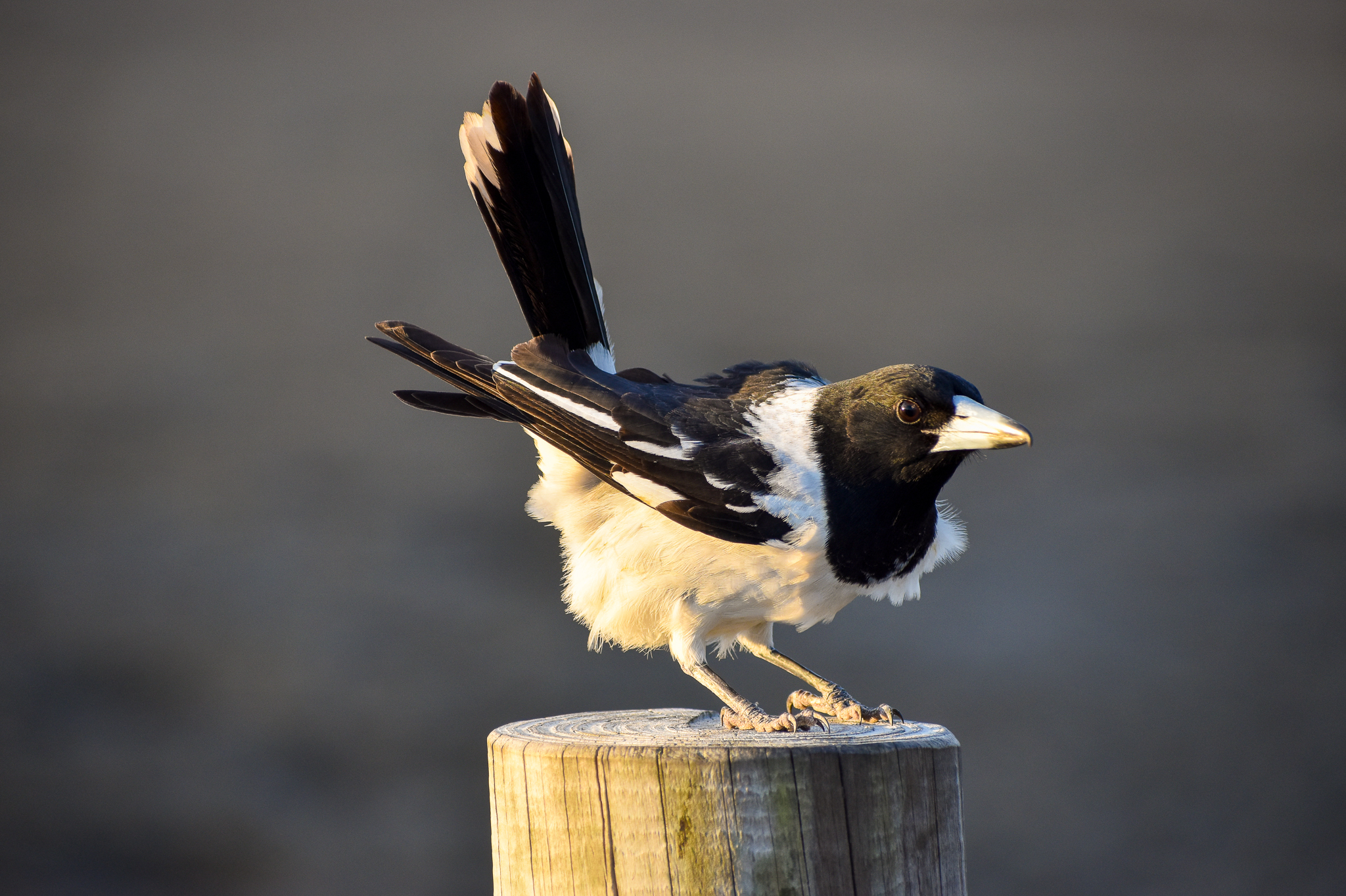 Pied Butcherbird (Cracticus nigrogularis)