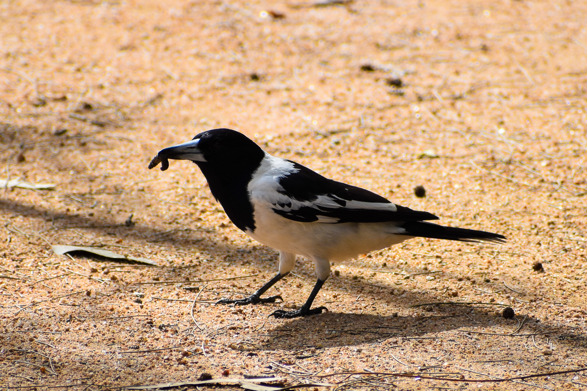 Pied Butcherbird (Cracticus nigrogularis)