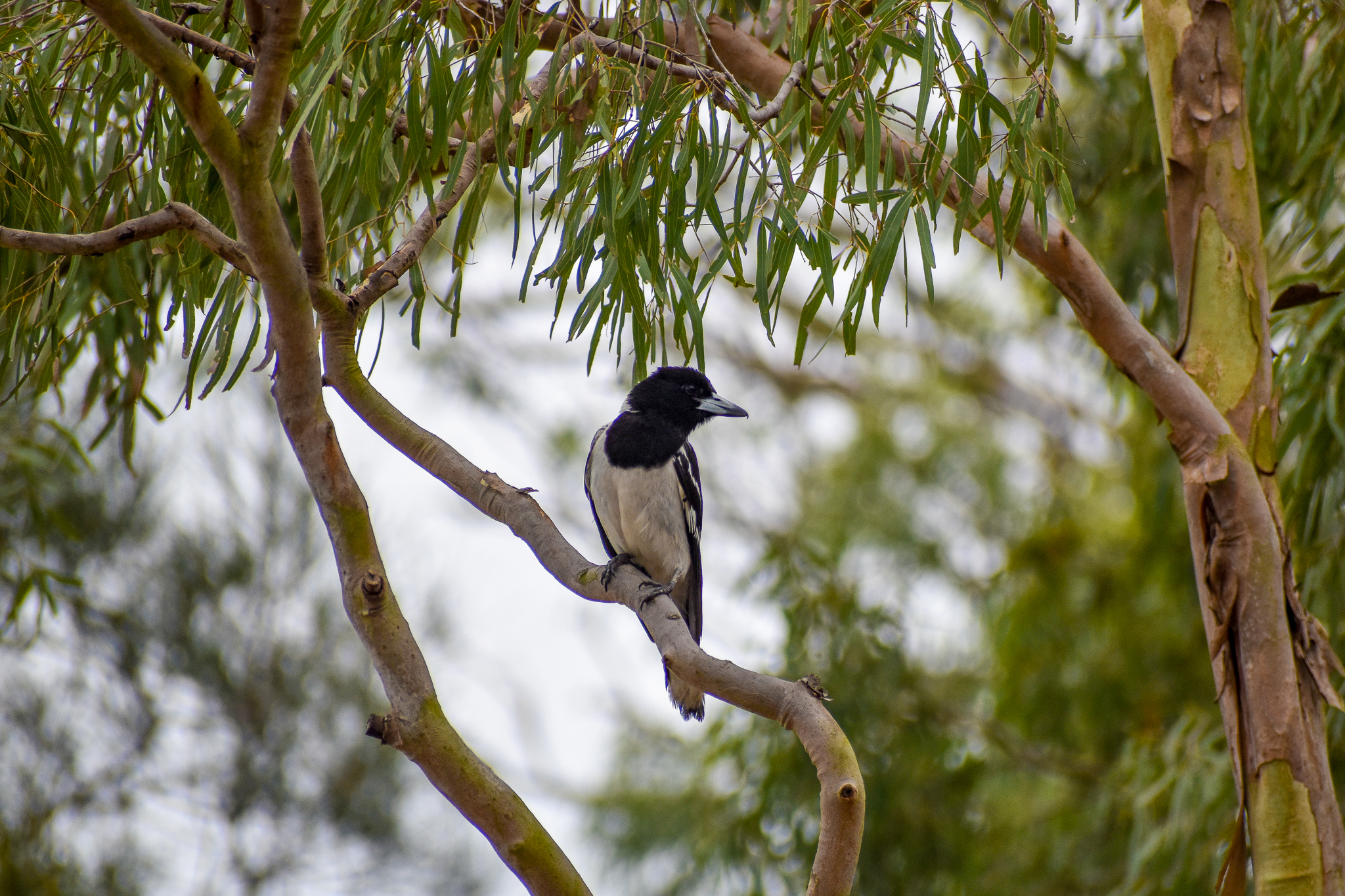 Pied Butcherbird (Cracticus nigrogularis)