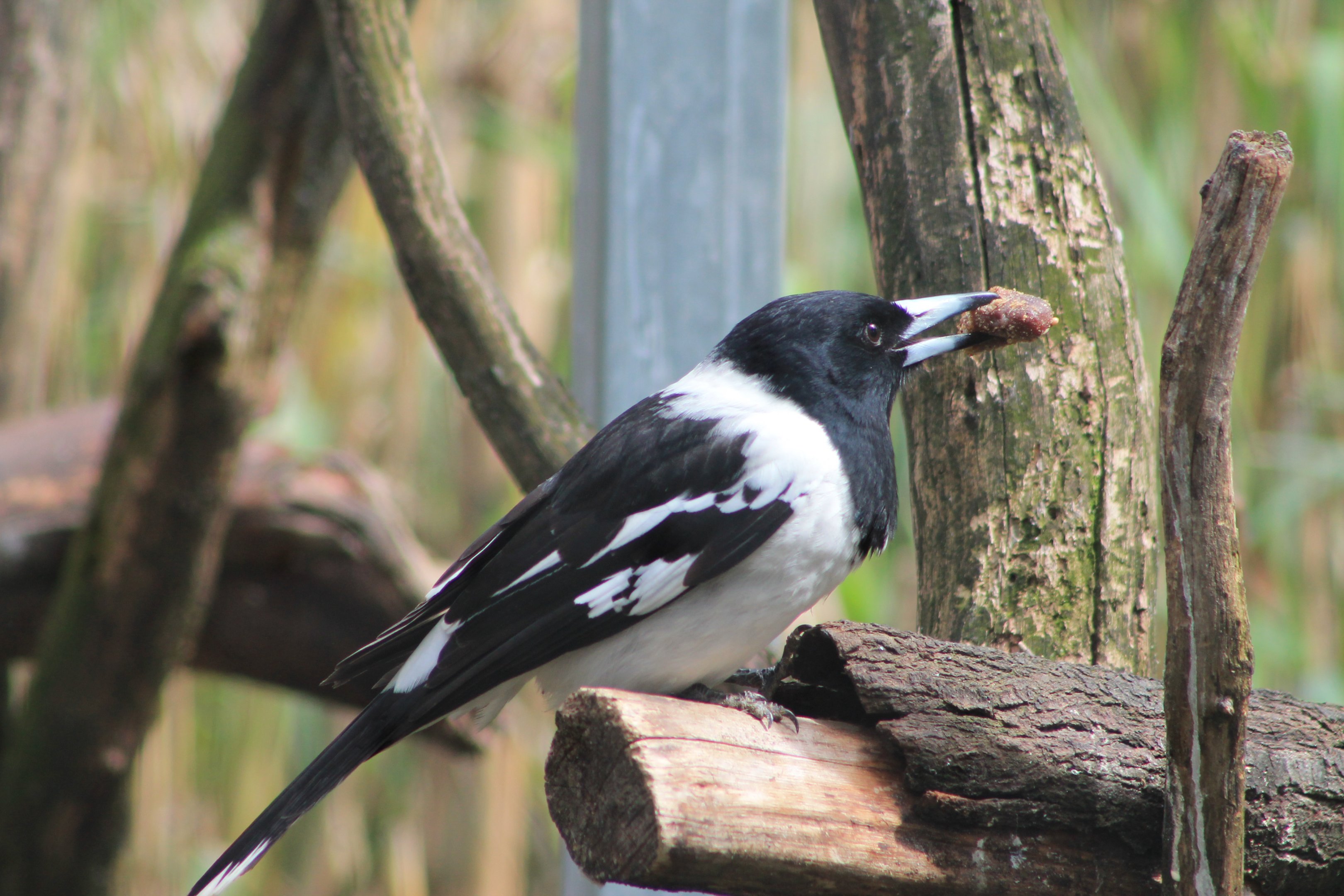 Pied Butcherbird (Cracticus nigrogularis)