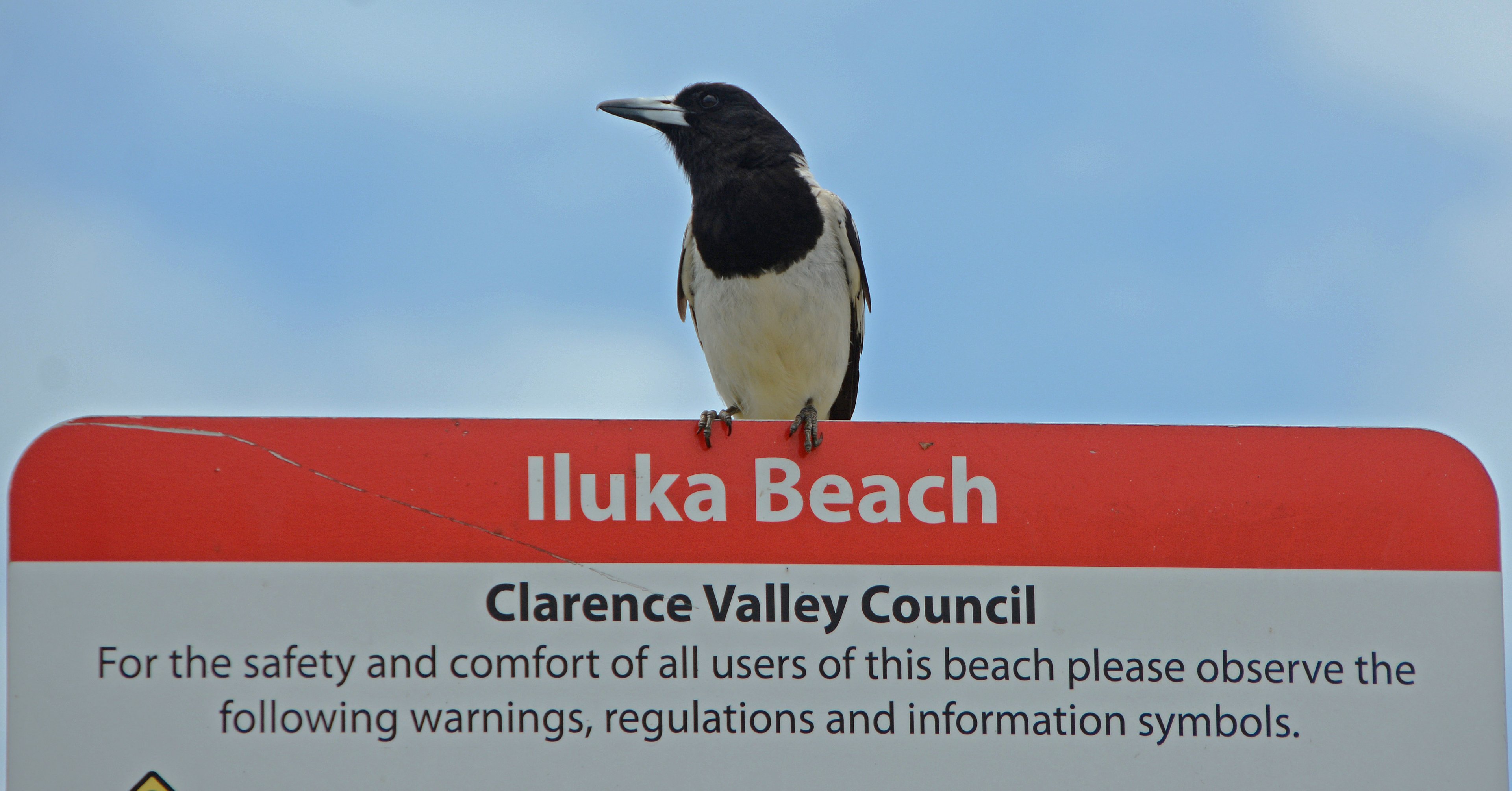 Pied butcherbird on guard!