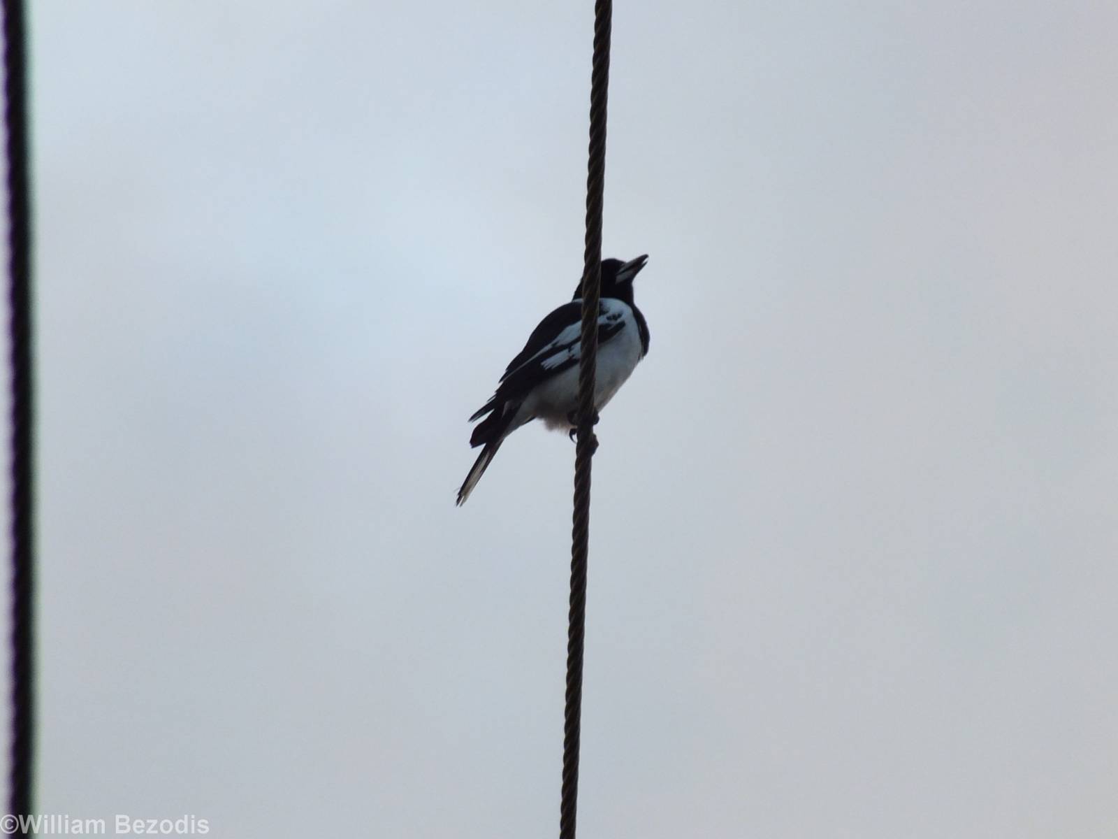 Pied Butcherbird