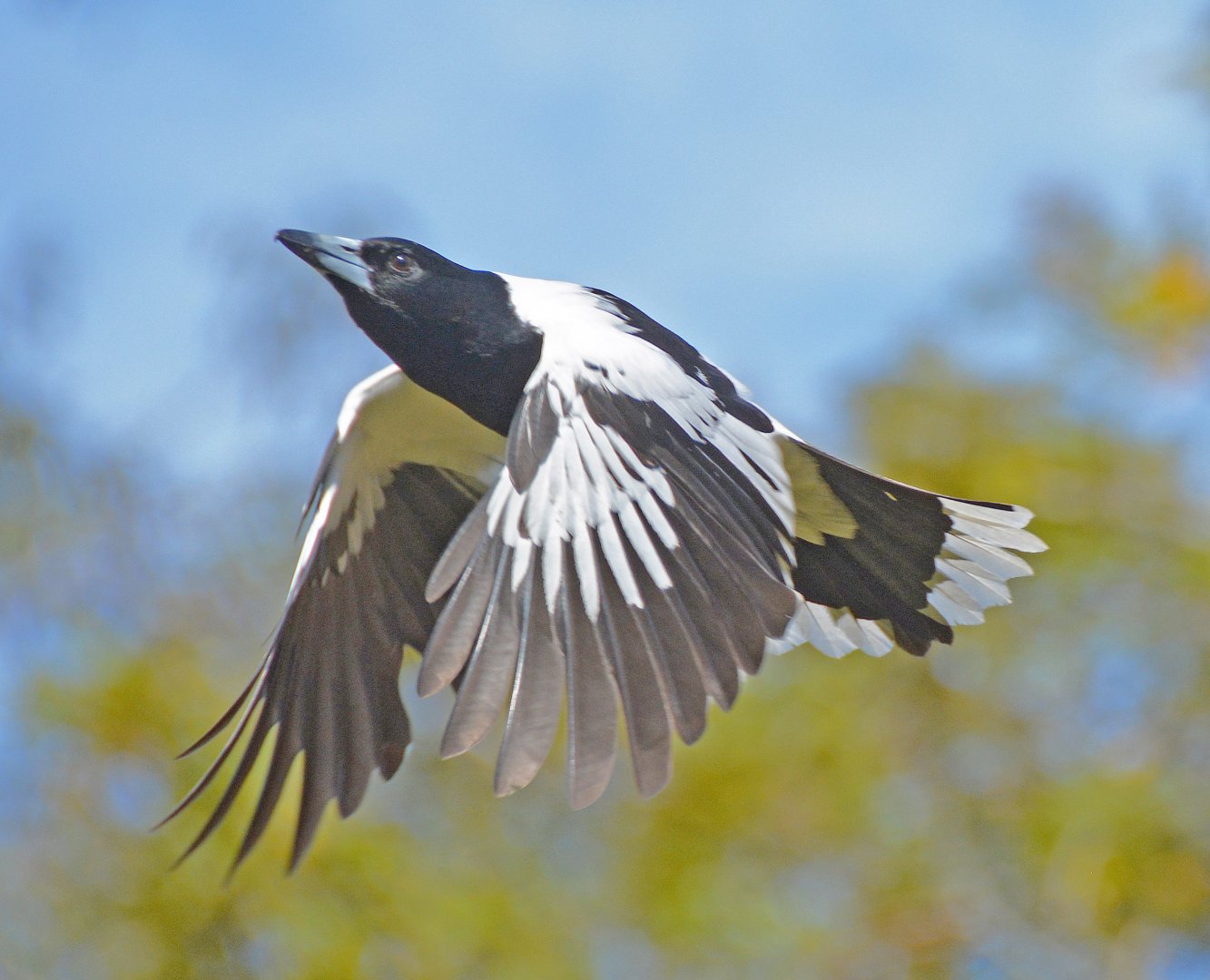 Pied butcherbird