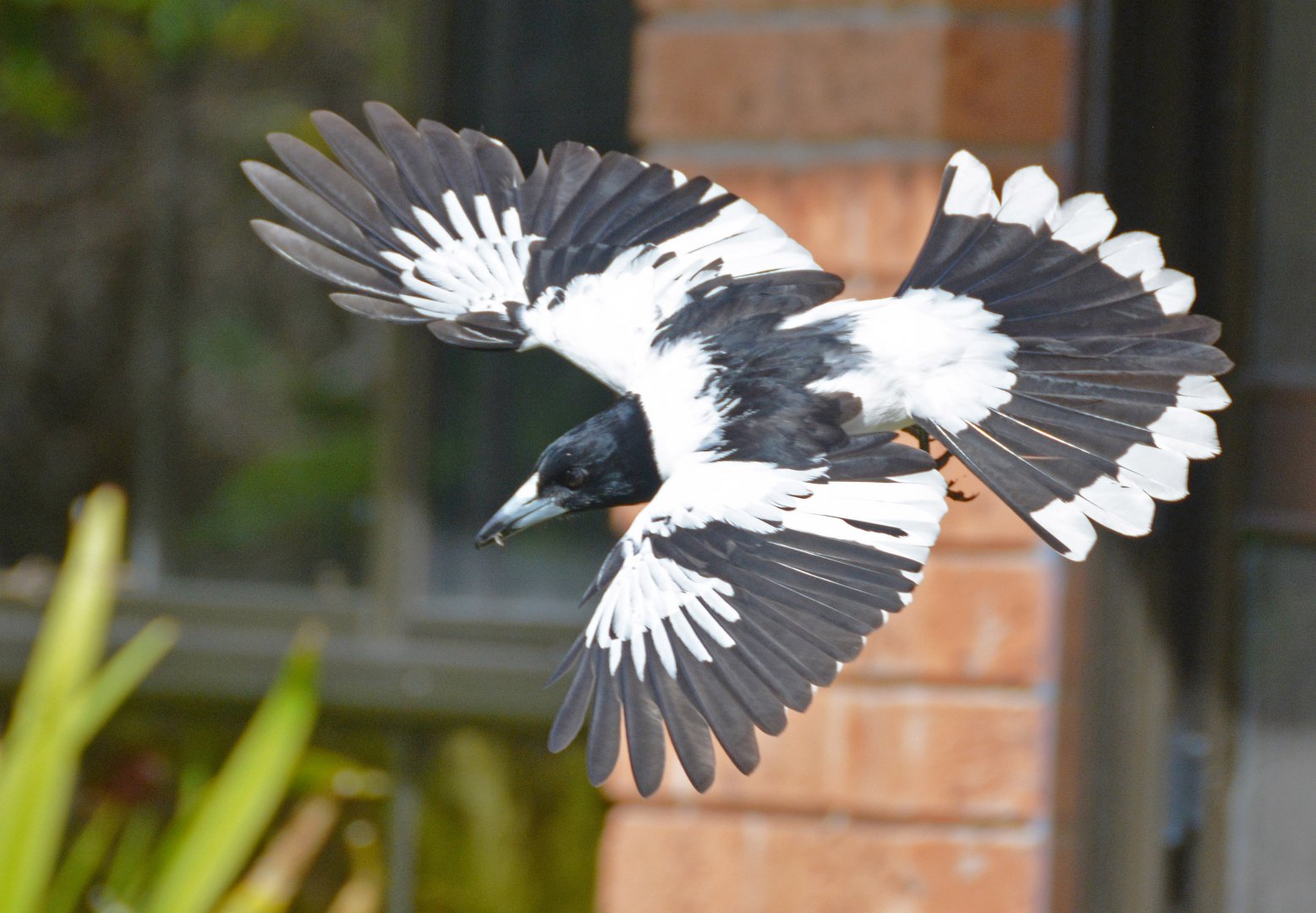 Pied butcherbird