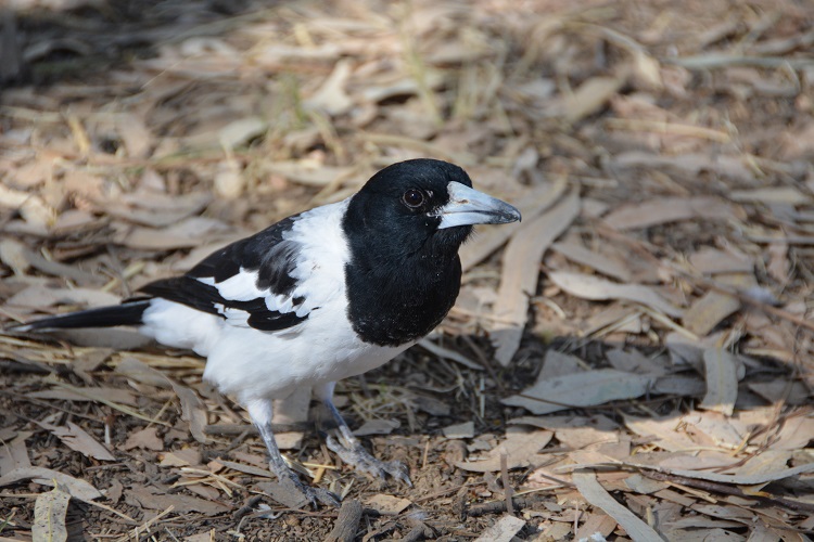 Pied butcherbird