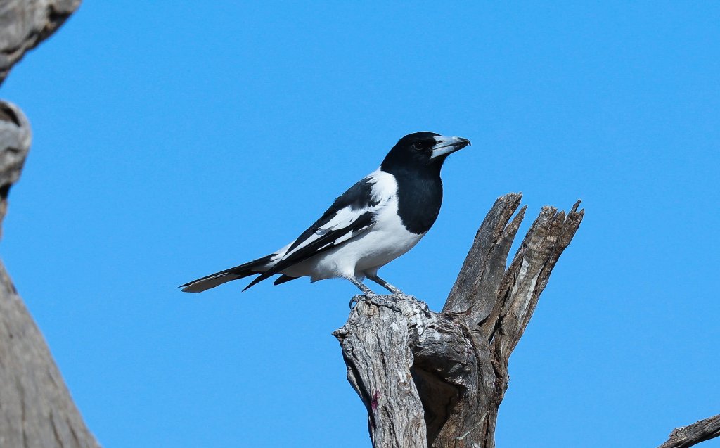 Pied Butcherbird