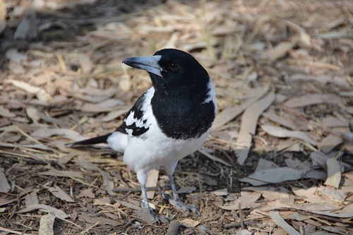 Pied butcherbird