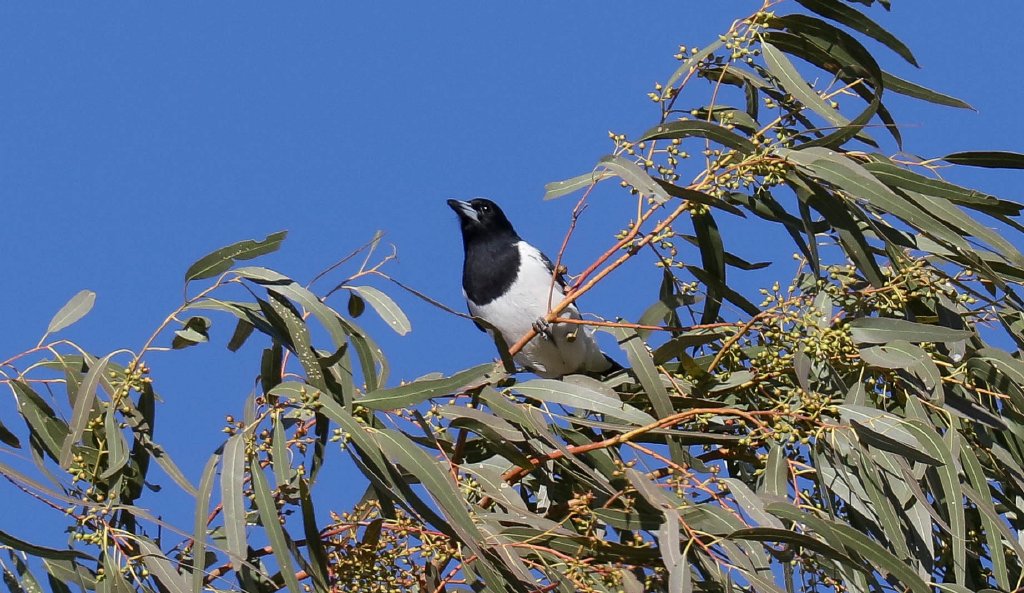 Pied Butcherbird