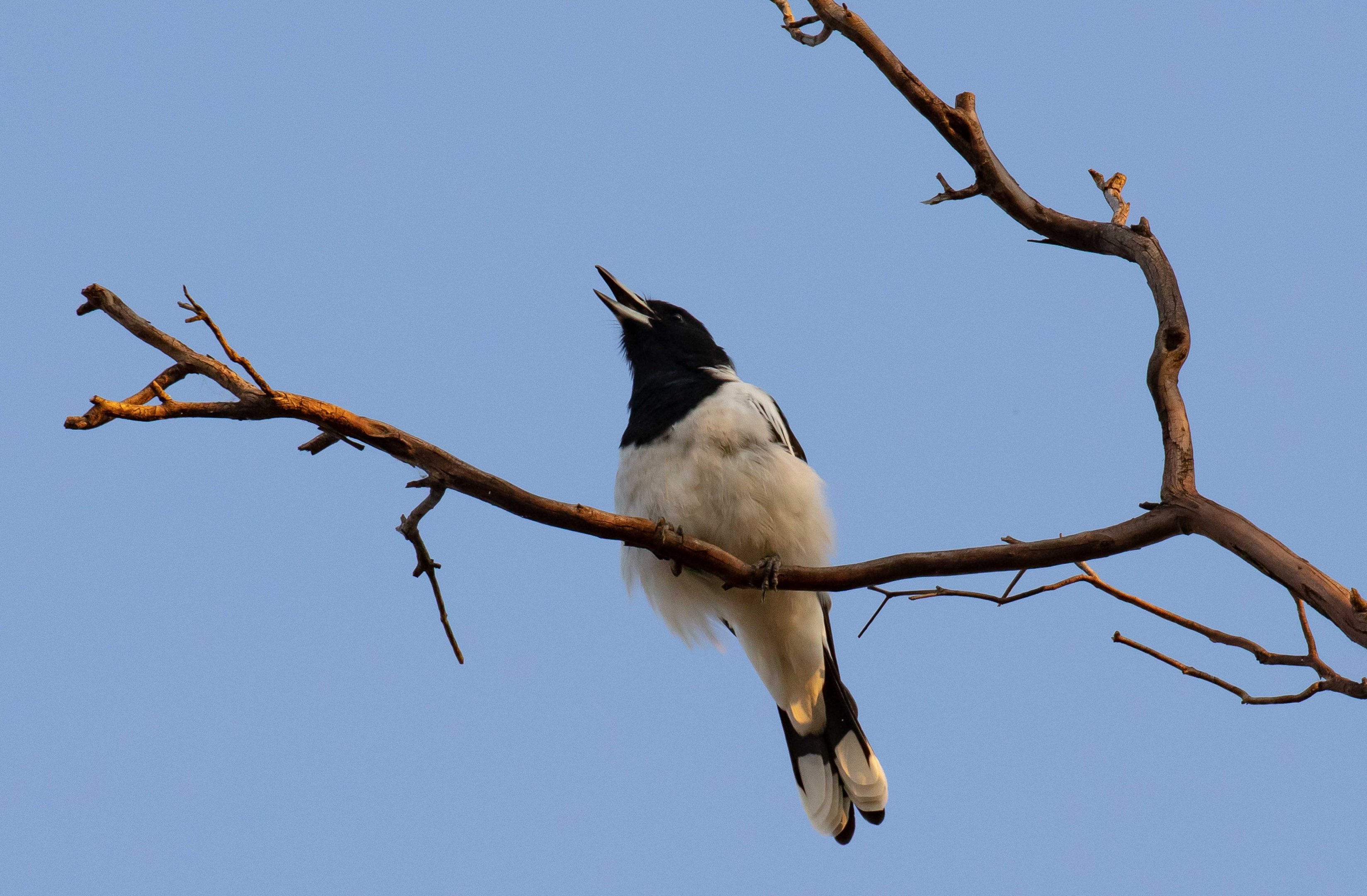 Pied Butcherbird