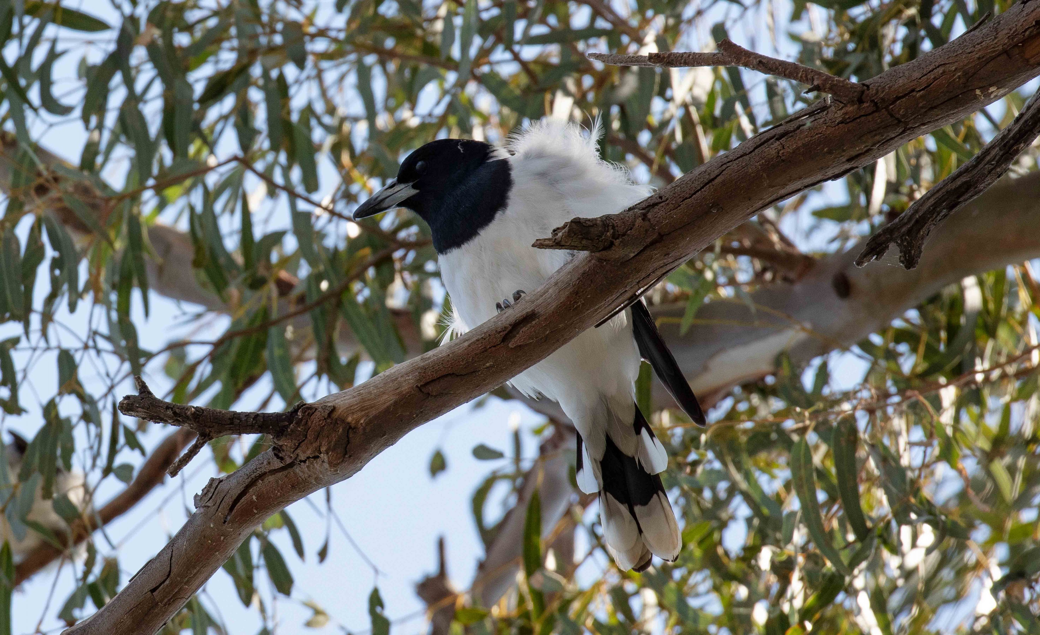 Pied Butcherbird