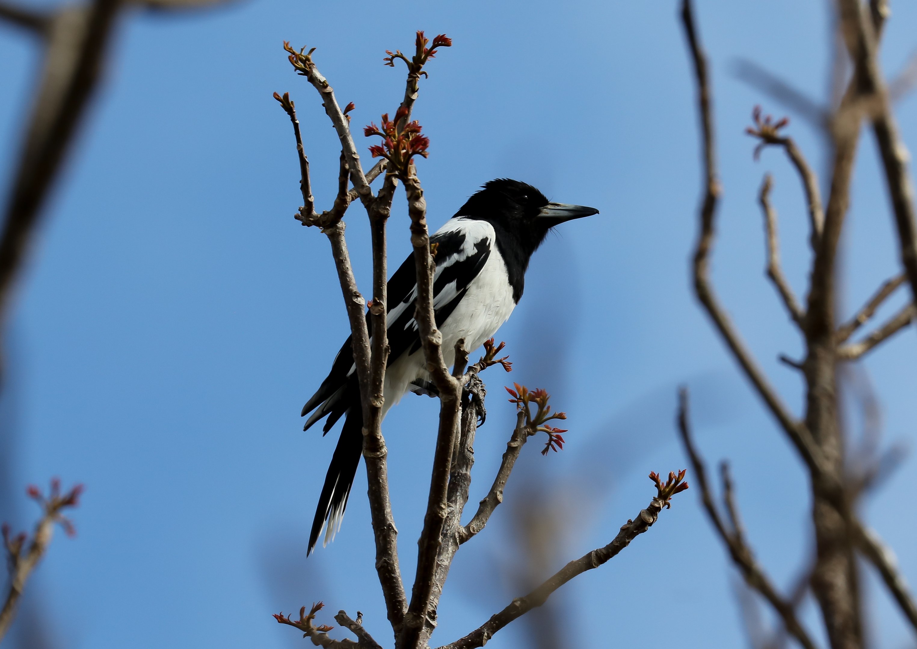 Pied Butcherbird