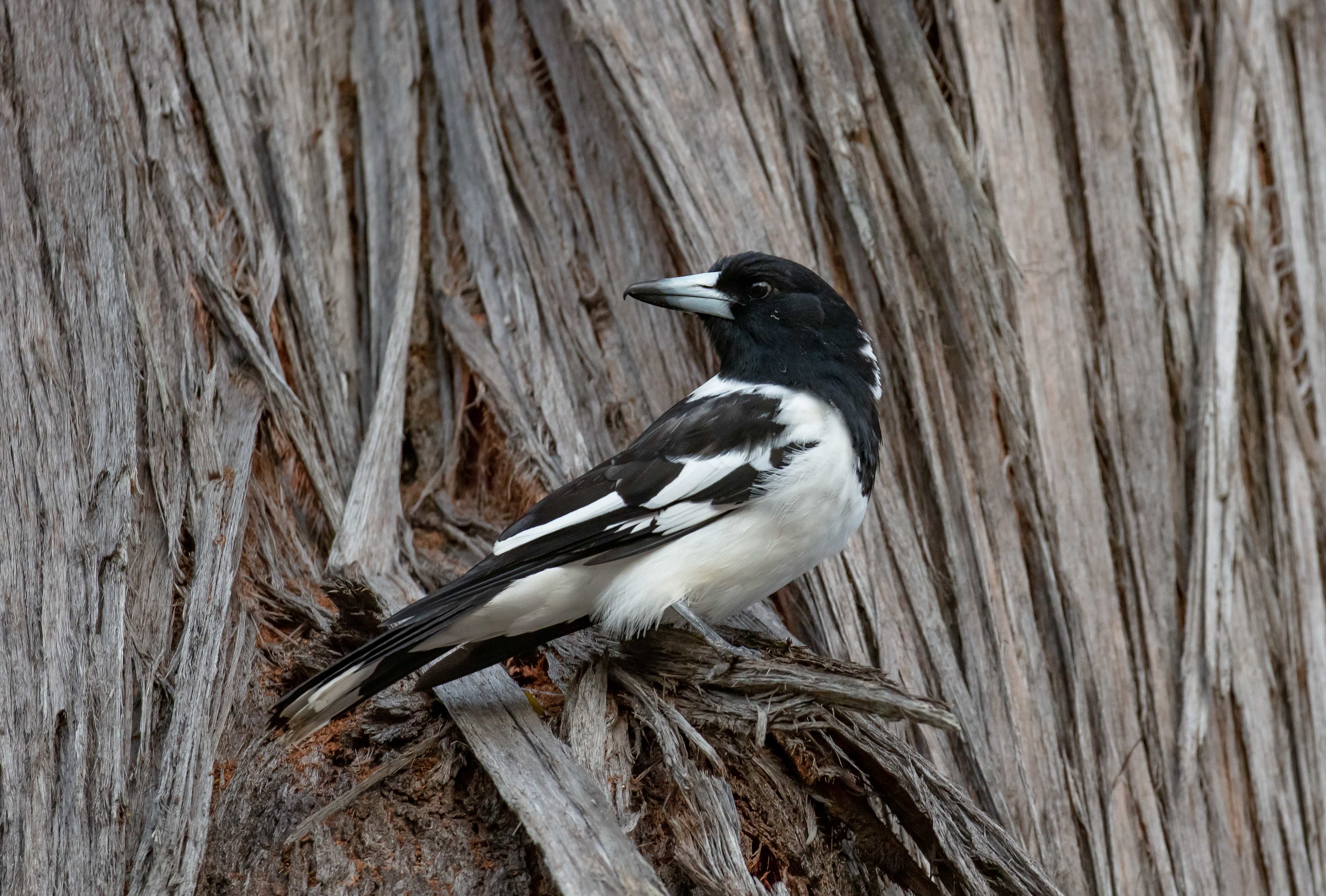 Pied Butcherbird