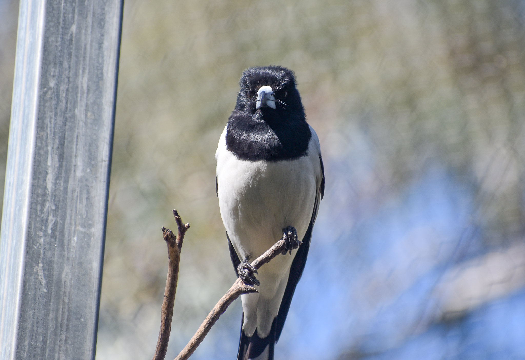 Pied Butcherbird