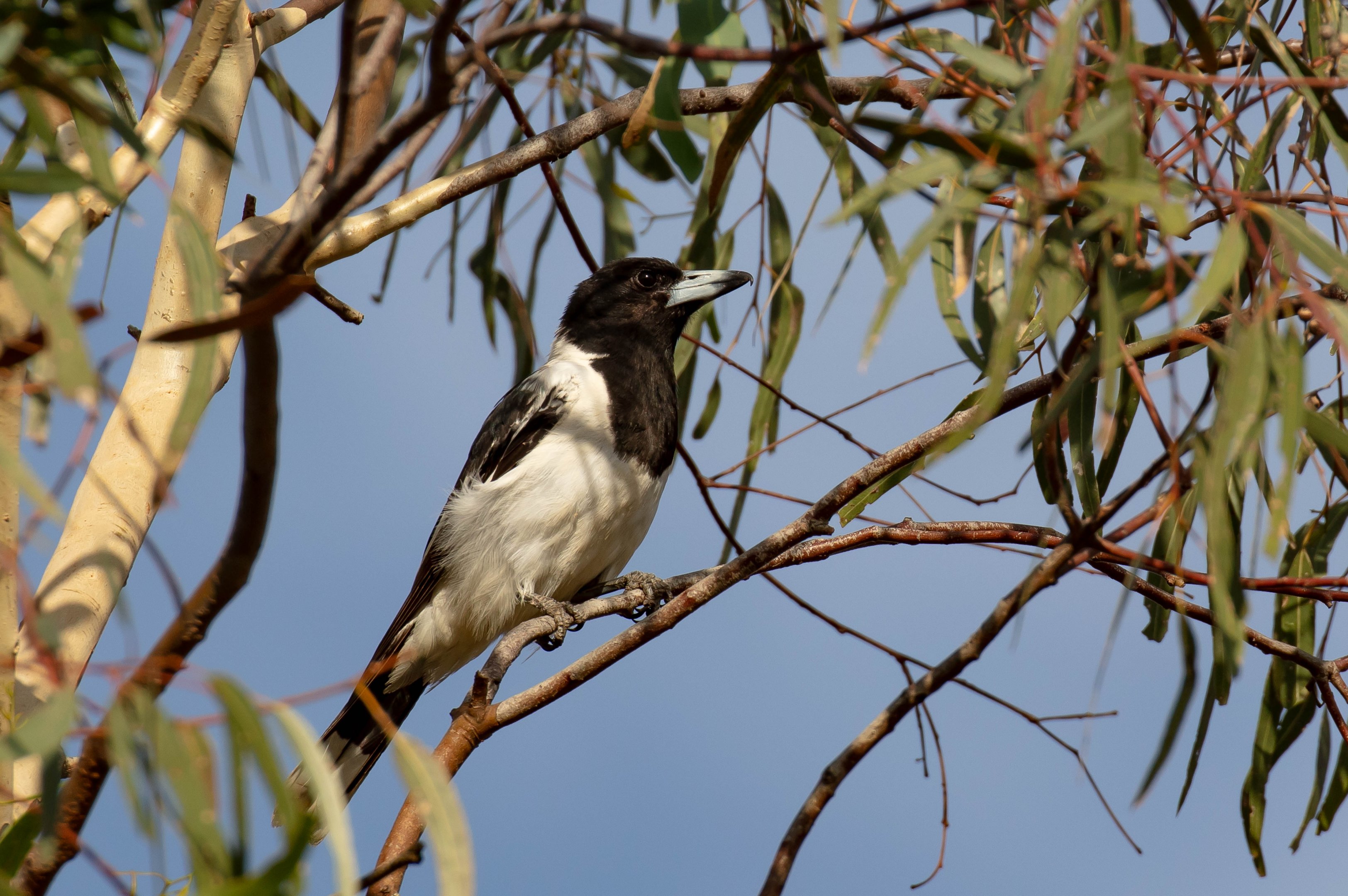 Pied Butcherbird