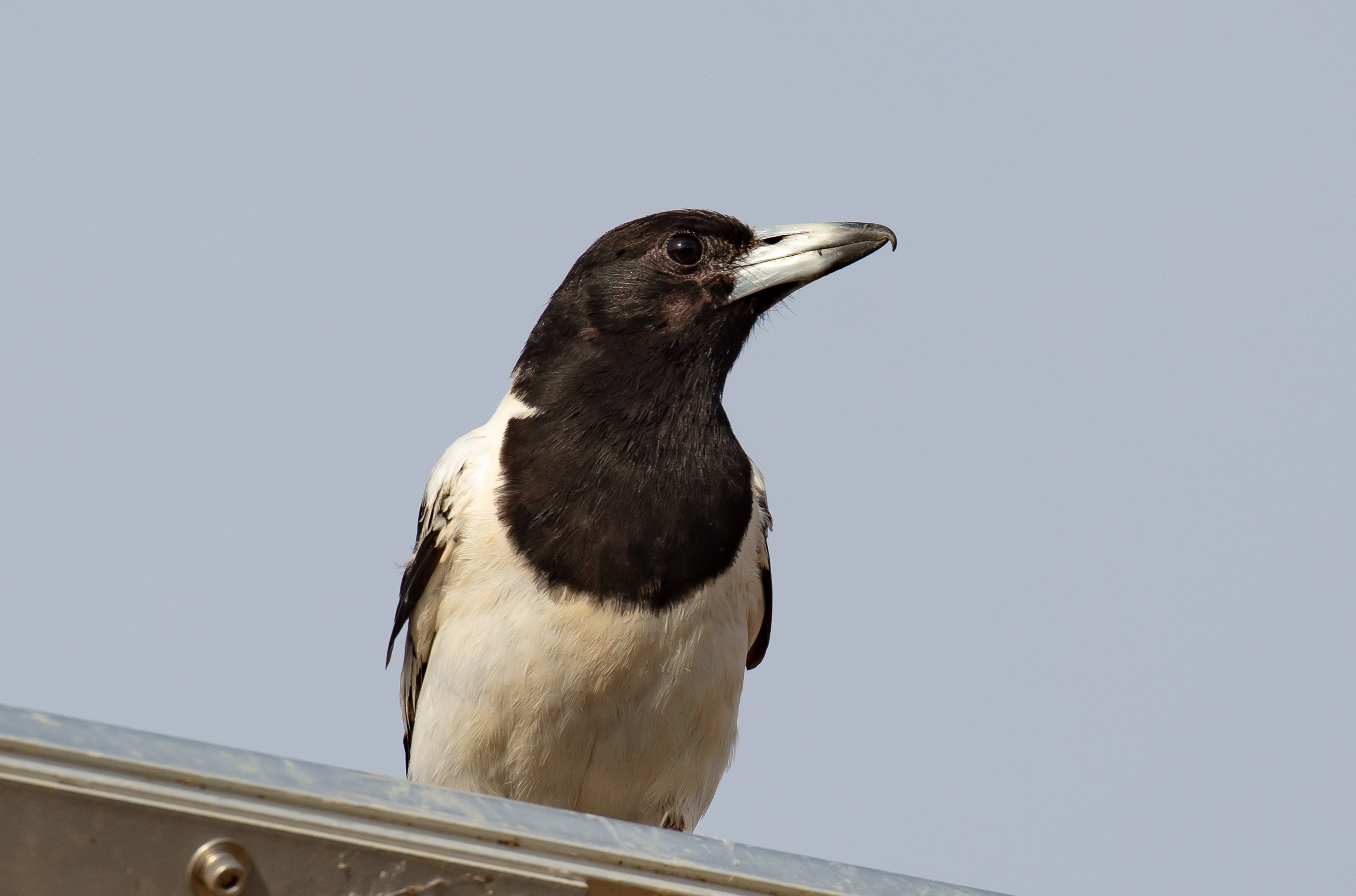 Pied Butcherbird