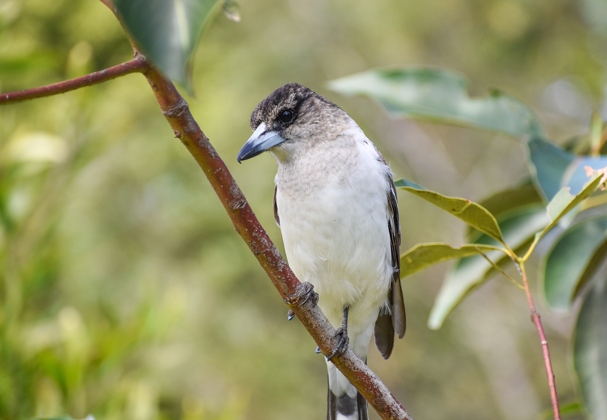 Pied Butcherbird