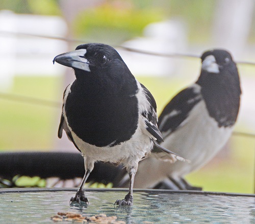 Pied butcherbirds