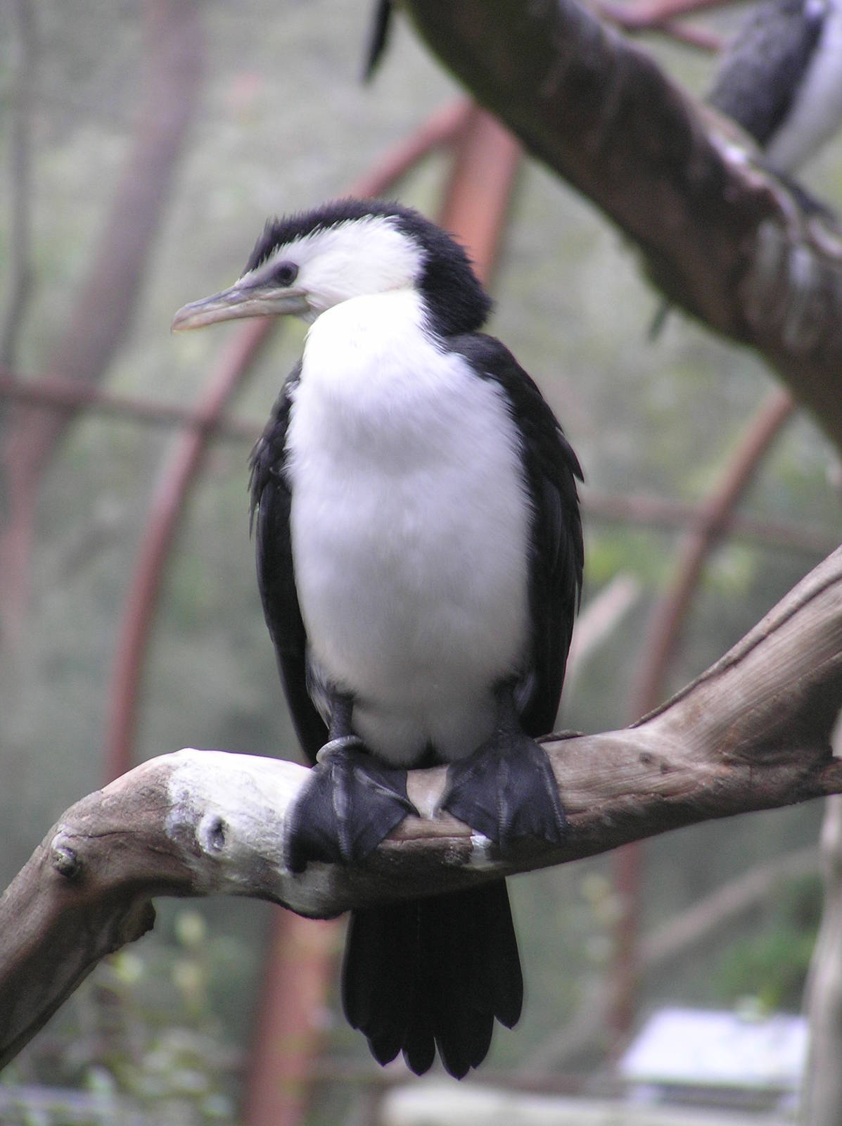 Pied comorant - Melbourne zoo 05