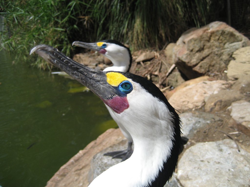 Pied Cormorant portrait