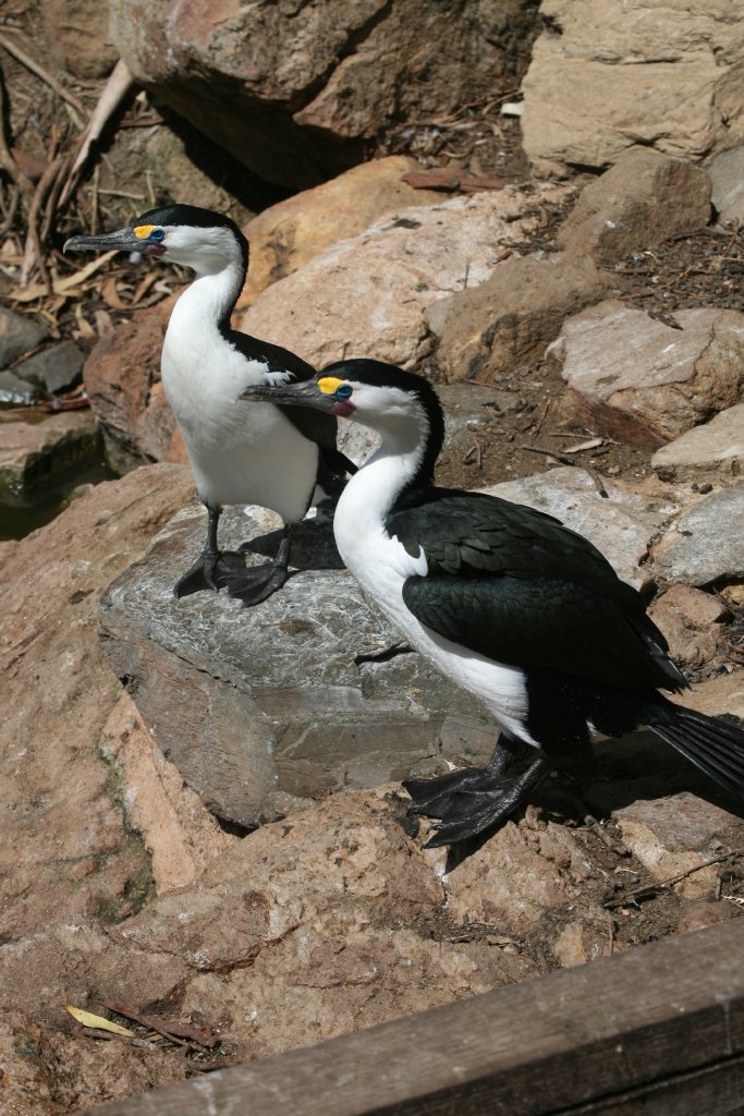 Pied Cormorant