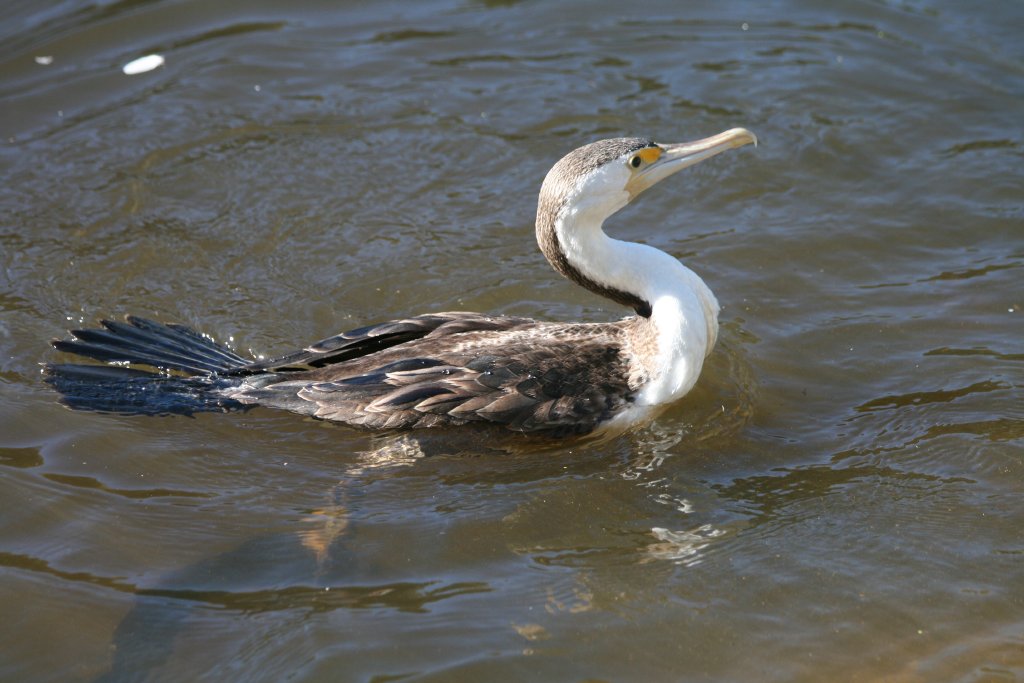 Pied Cormorant