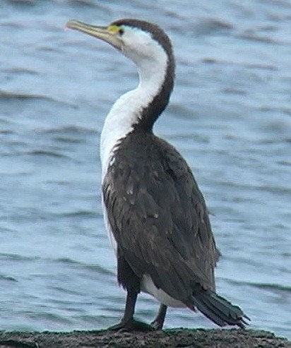 Pied cormorant