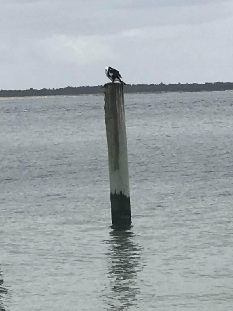 Pied Cormorant