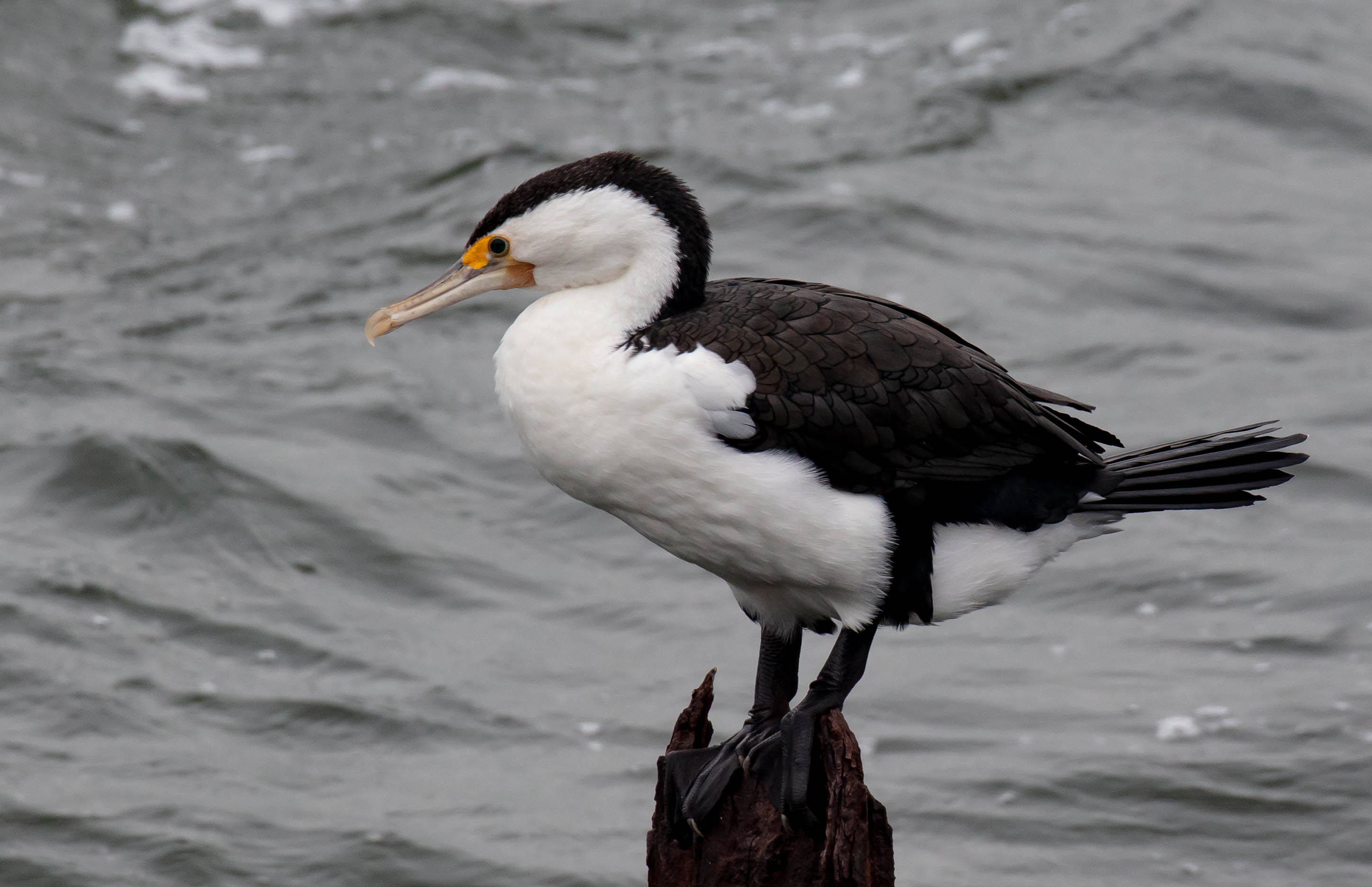 Pied Cormorant