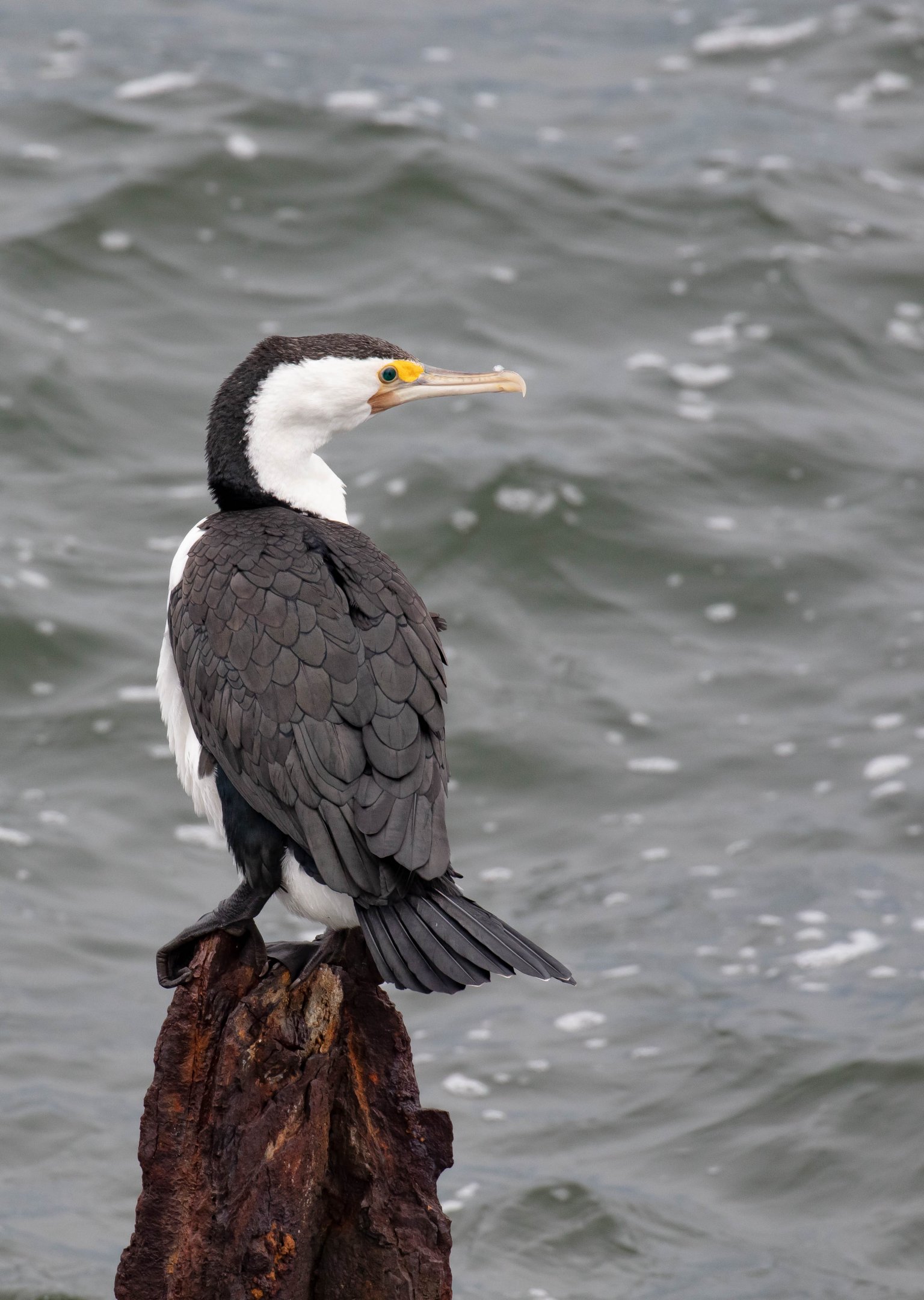 Pied Cormorant