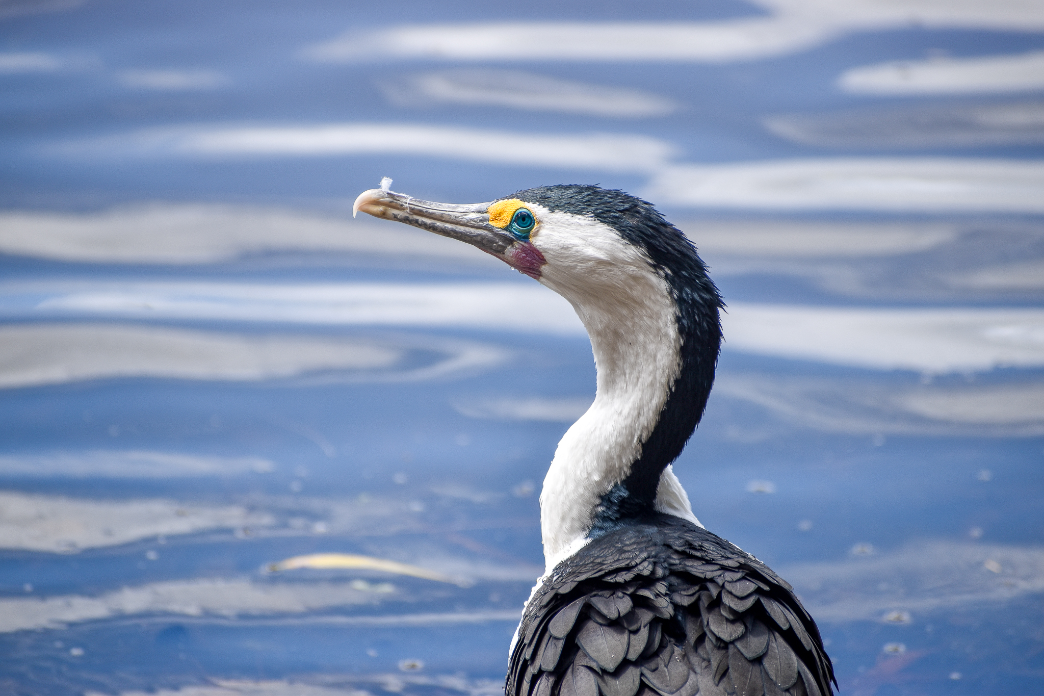 Pied Cormorant