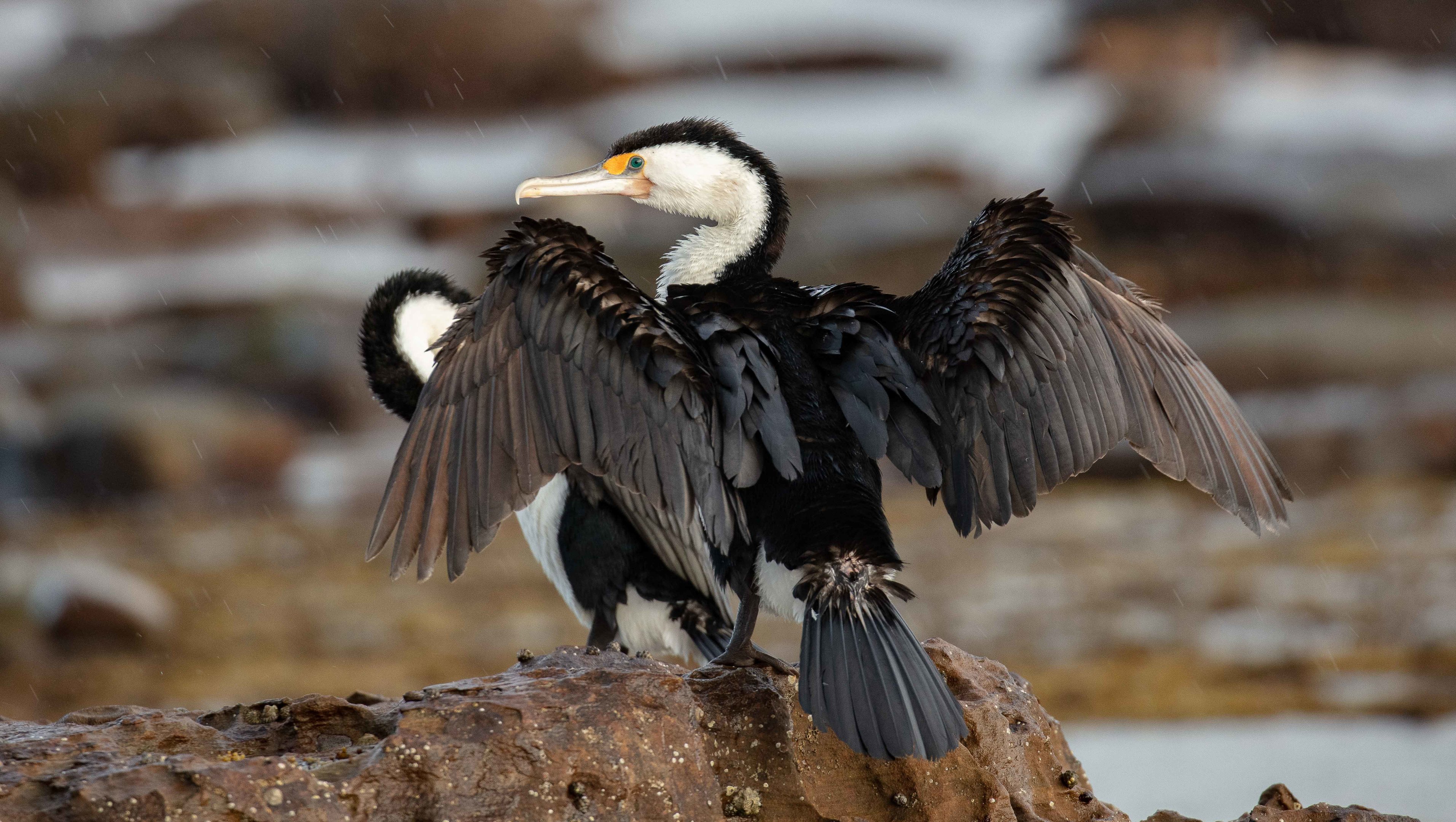 Pied Cormorant
