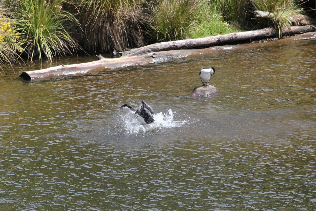 Pied Cormorants (Phalacrocorax varius)