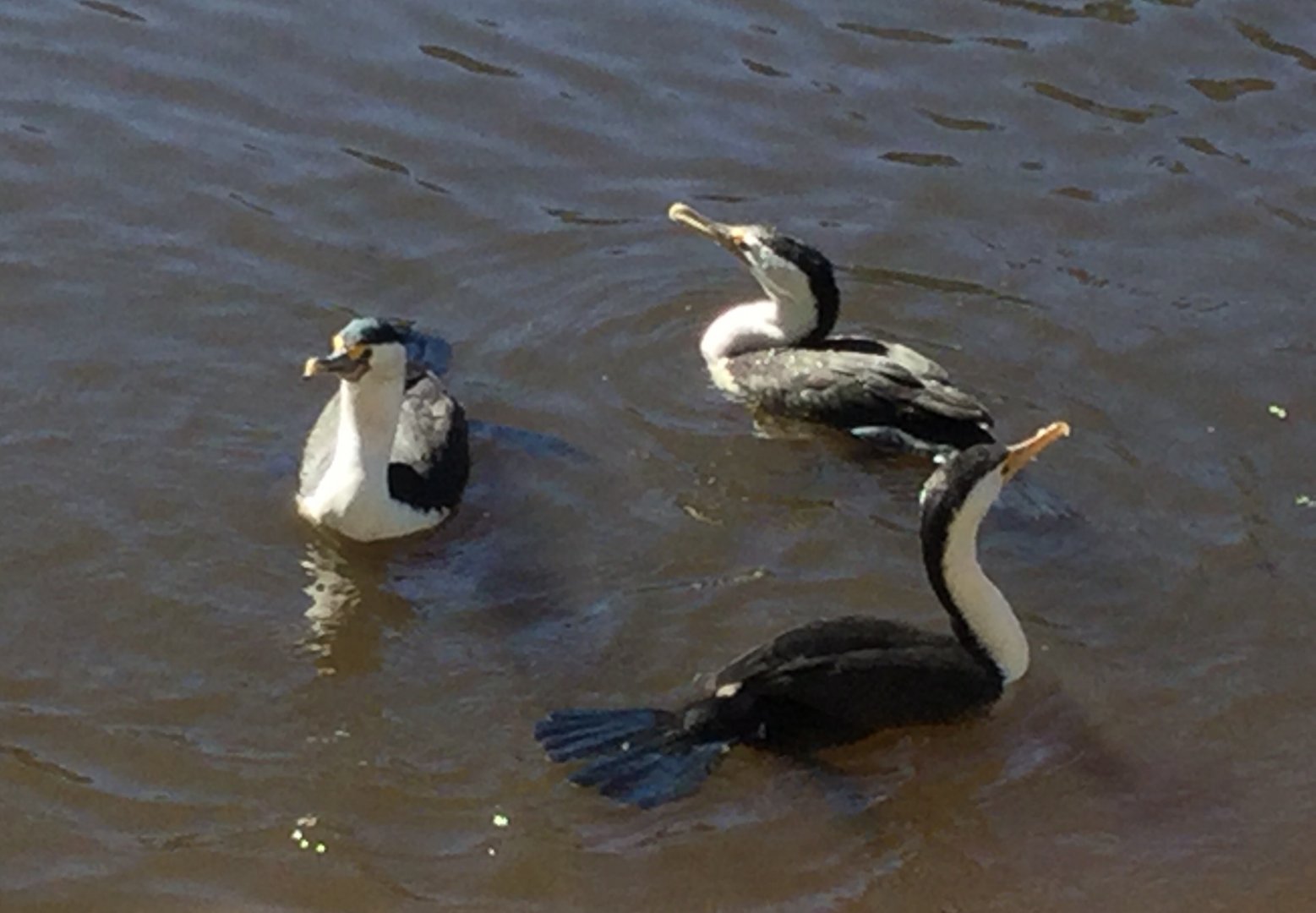 Pied Cormorants
