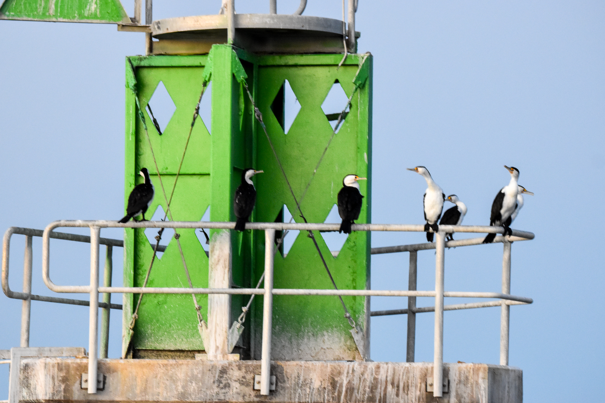 Pied Cormorants