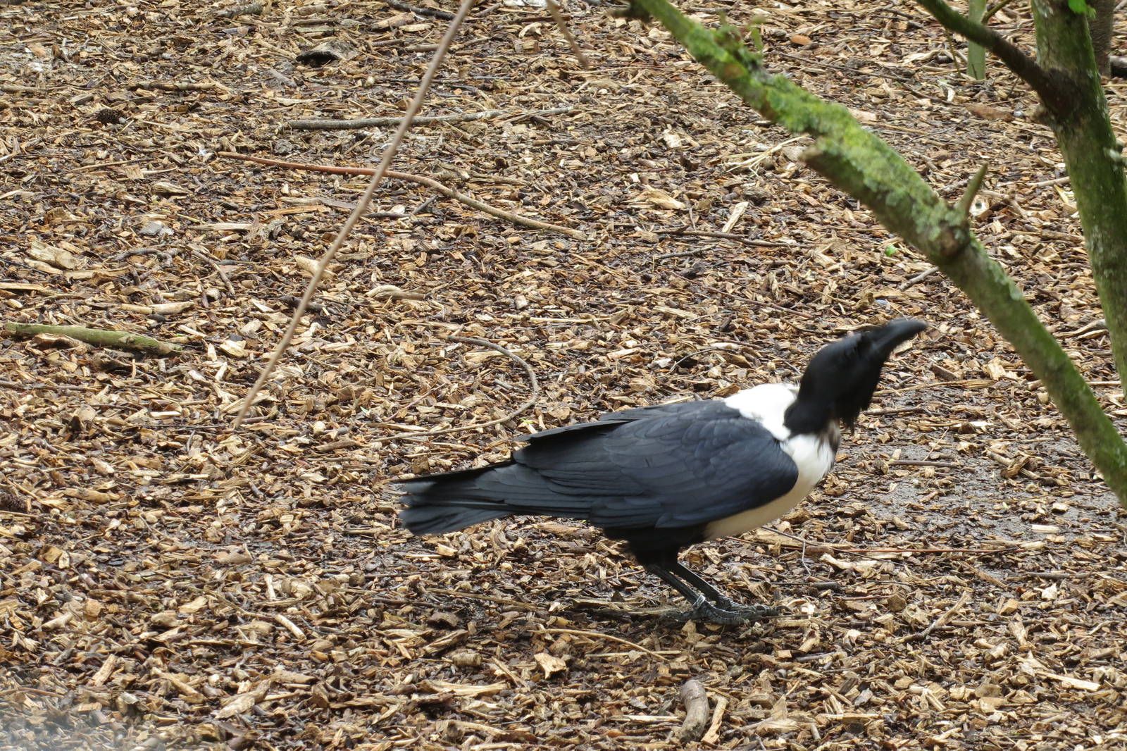 Pied Crow 090515