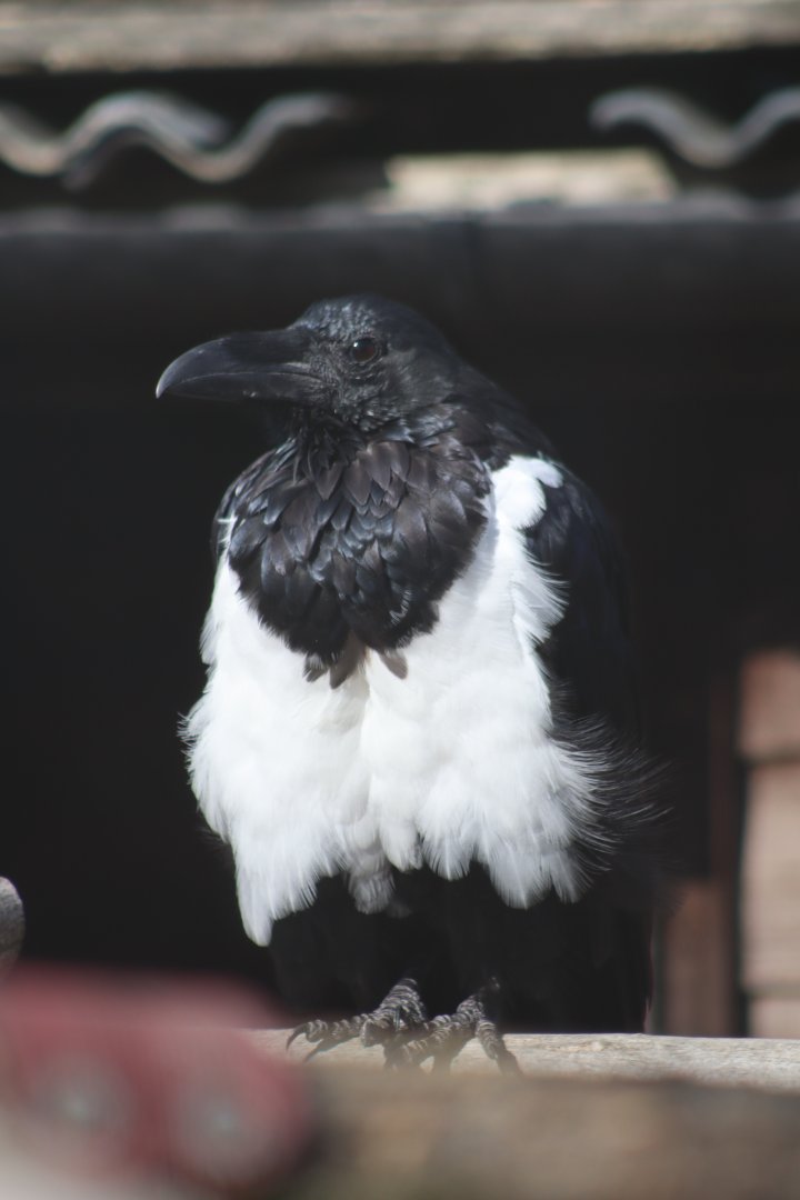 Pied Crow - 12 September 2020