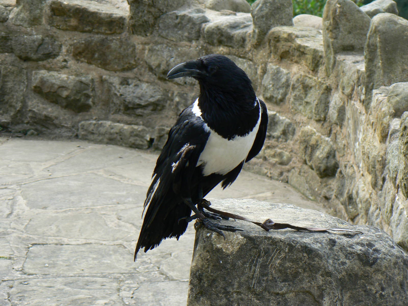 Pied Crow - 7 September 2016, Knaresborough Castle