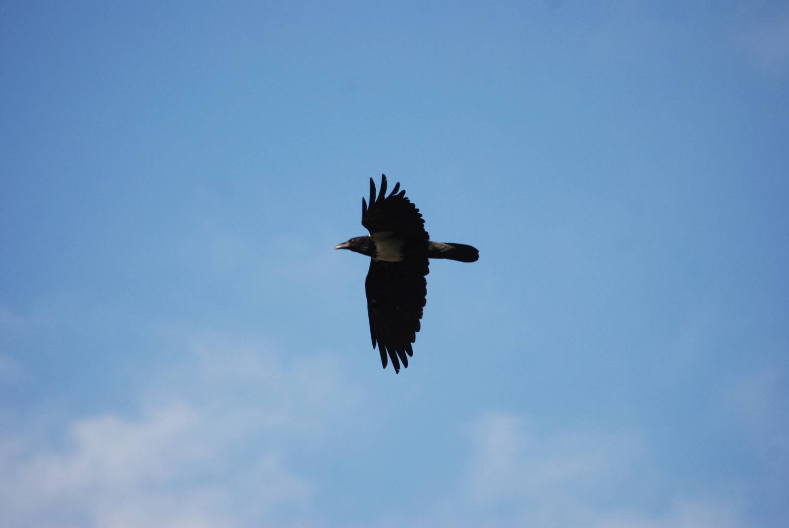 Pied Crow at Goba, 16/10/14
