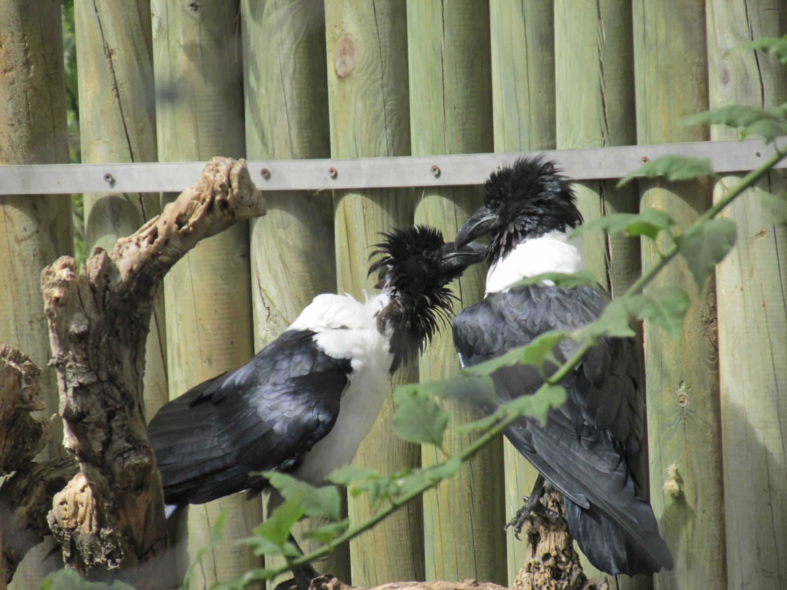 pied crow barcelona zoo