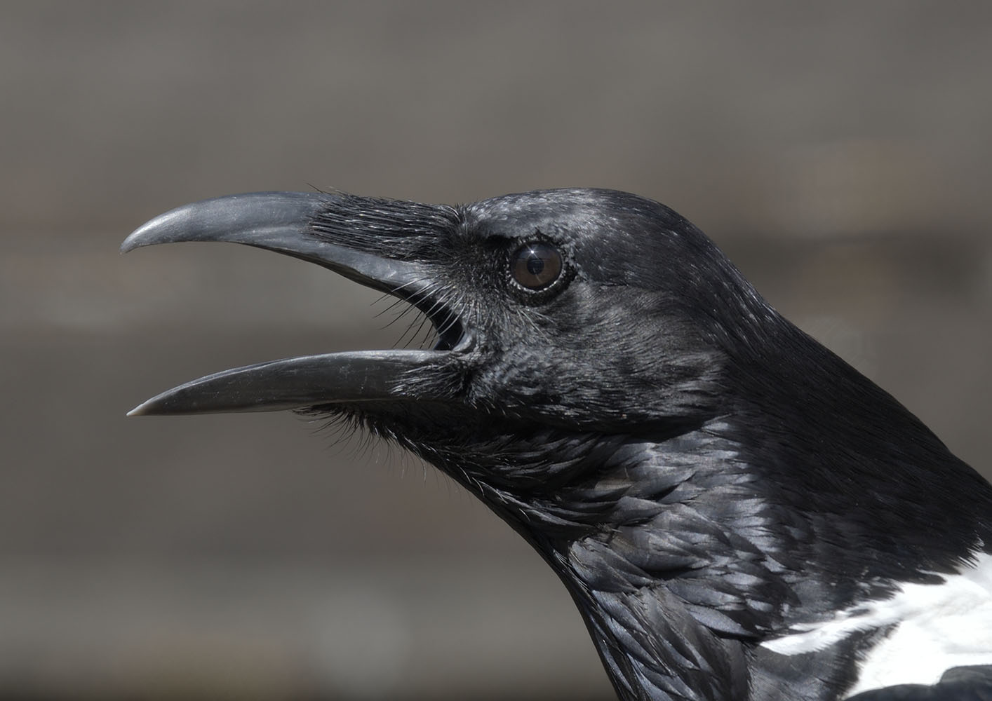 Pied crow calling