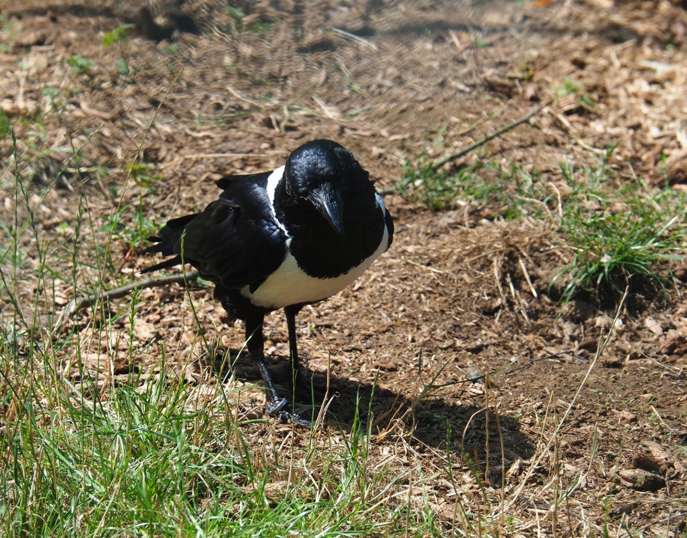 Pied crow (Corvus albus), 2019-08-04