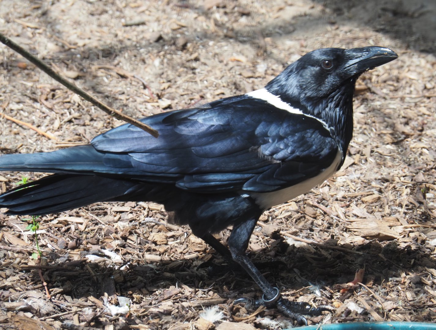Pied crow (Corvus albus), 2020-06-20