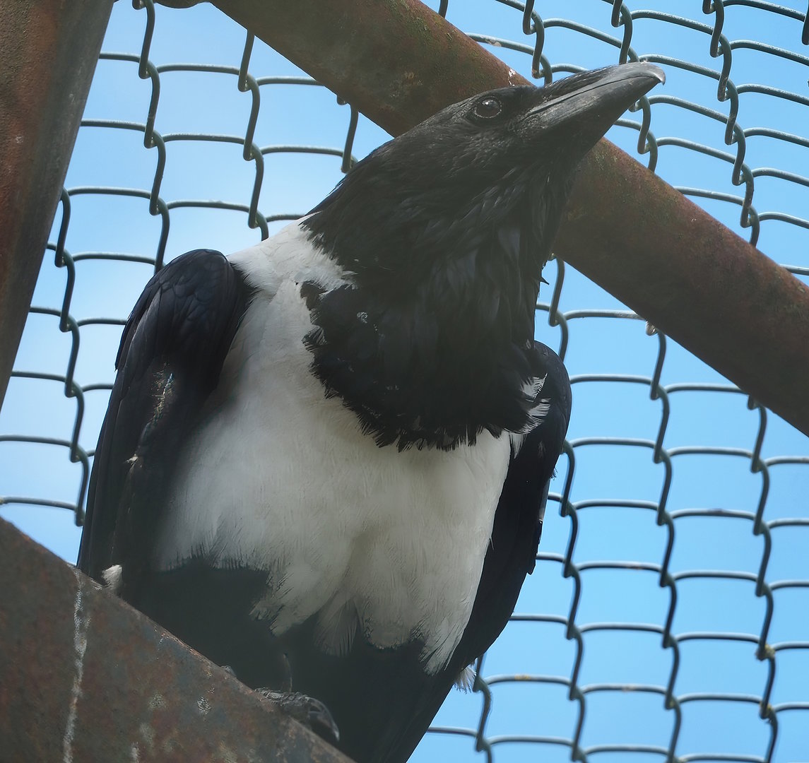 Pied crow (Corvus albus), 2022-08-28
