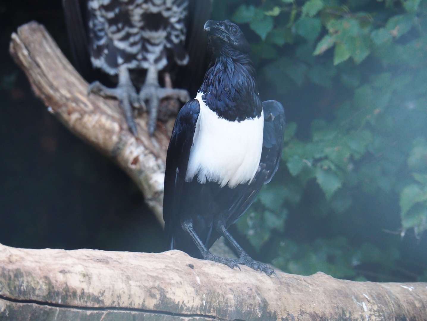 Pied crow (Corvus albus), Sep 2nd, 2018