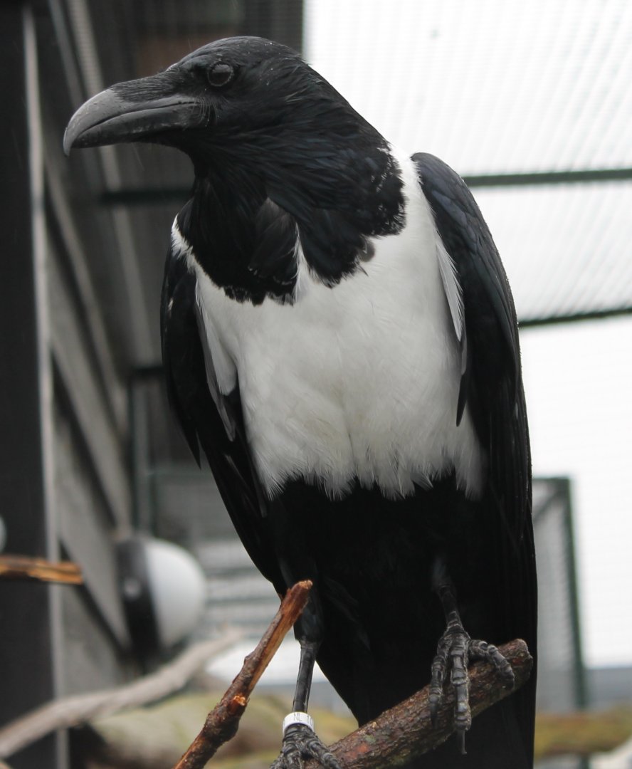 Pied crow - Corvus albus