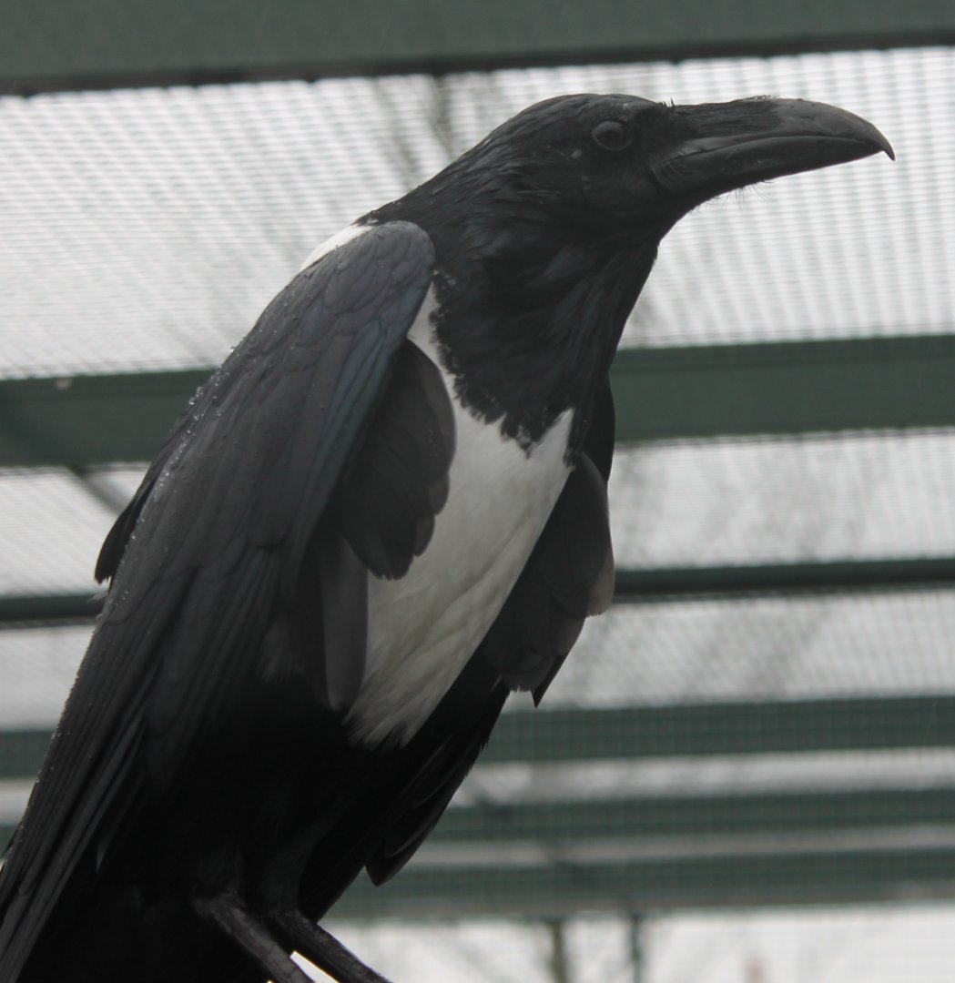 Pied crow - Corvus albus