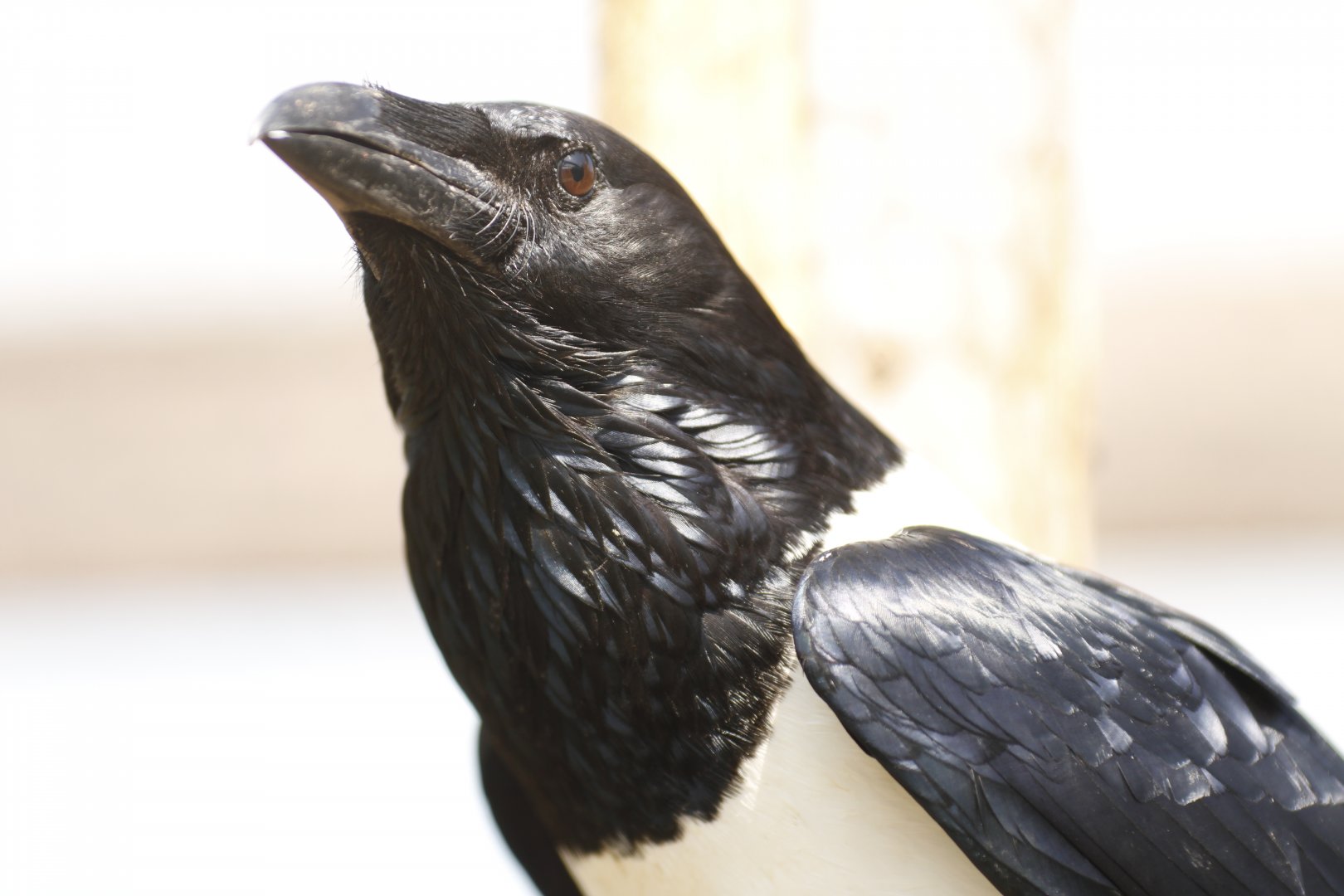 Pied crow (Corvus albus)