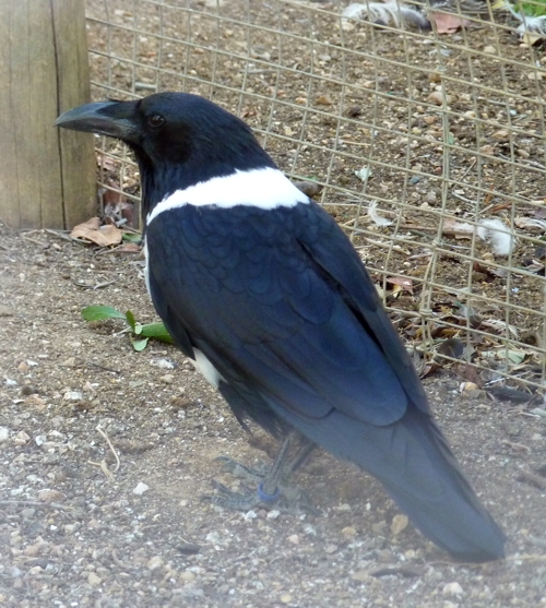 Pied crow (Corvus albus)